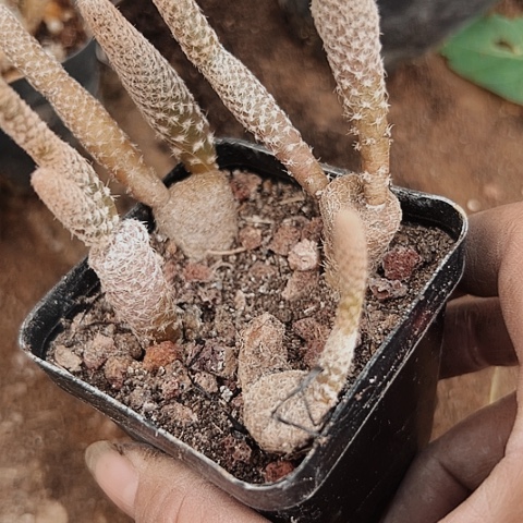 293仙人球仙人球的特点