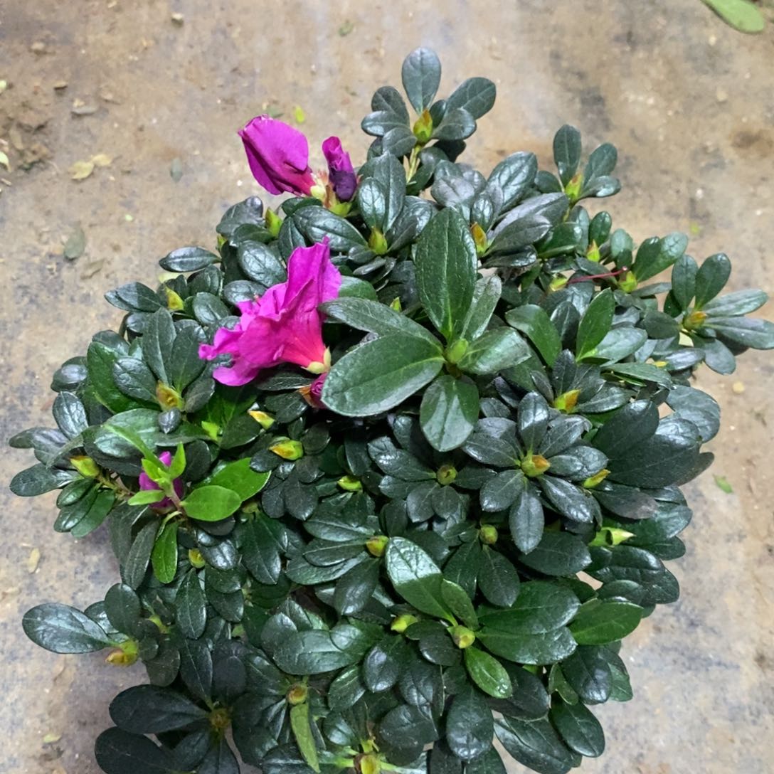 完全开放111111111