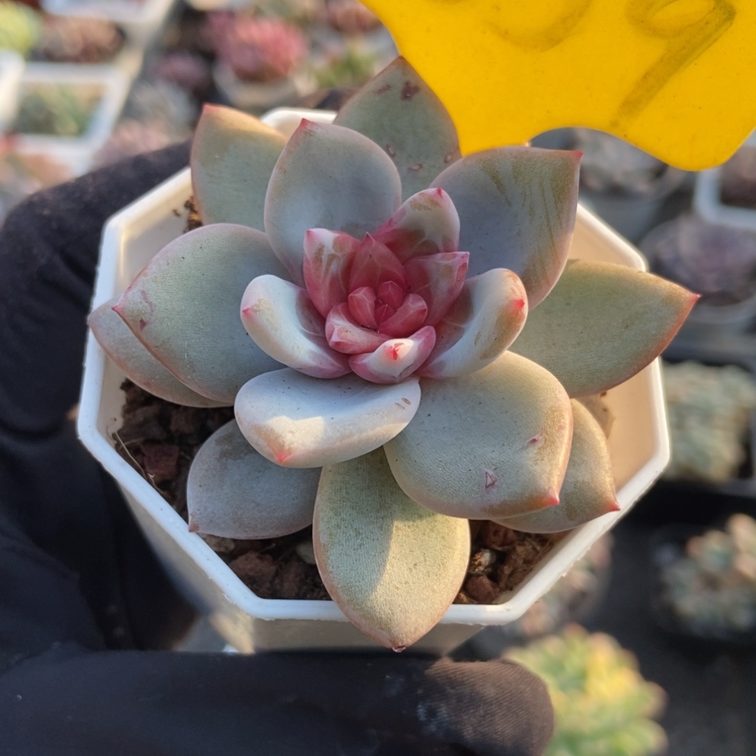 1859雪天使多肉植物