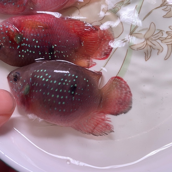 红宝石鱼红宝石2条备损1条