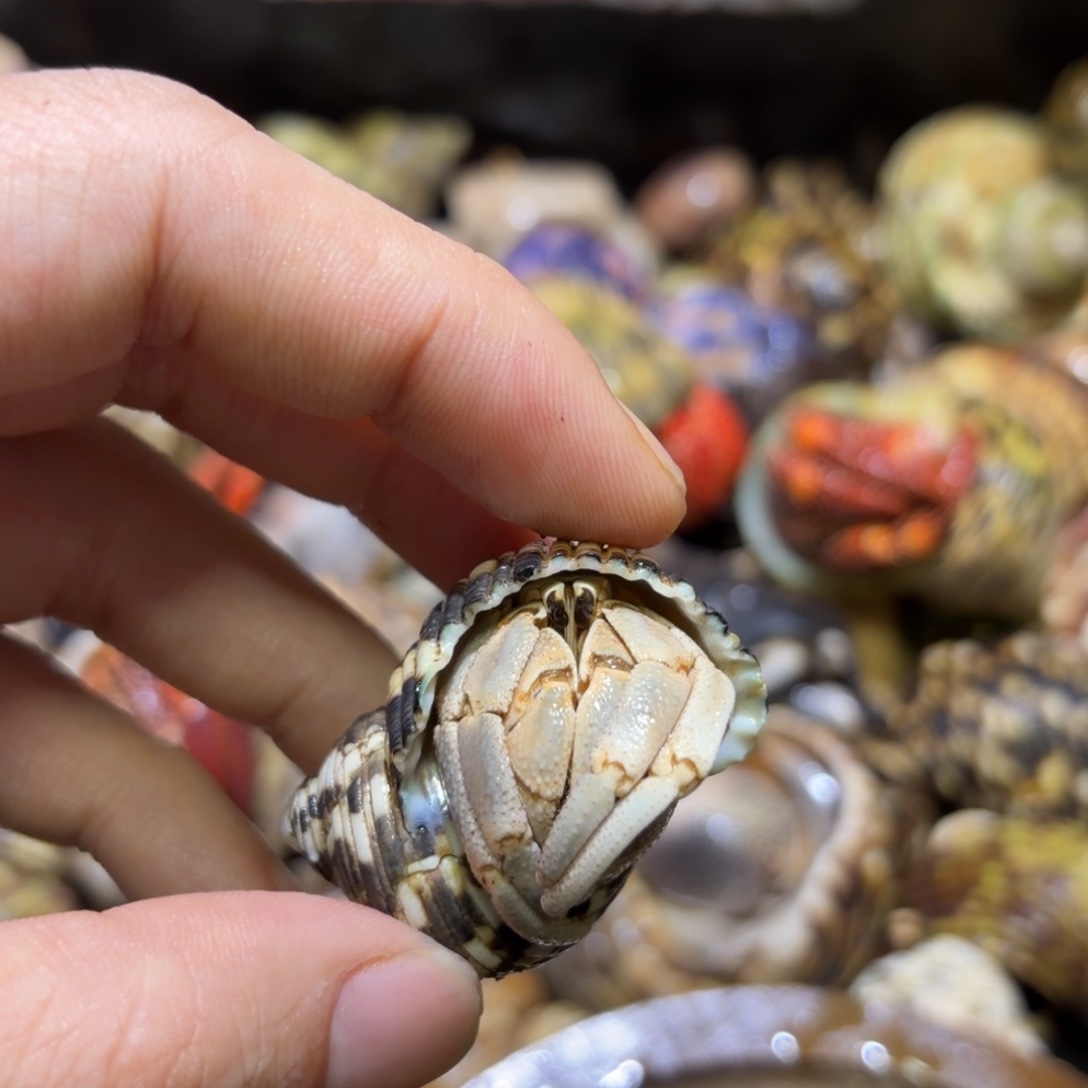 活体寄居蟹 不退不换 16