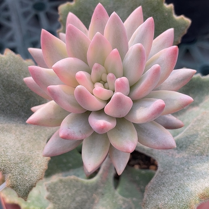 车厘子锦。锦龙一物一拍