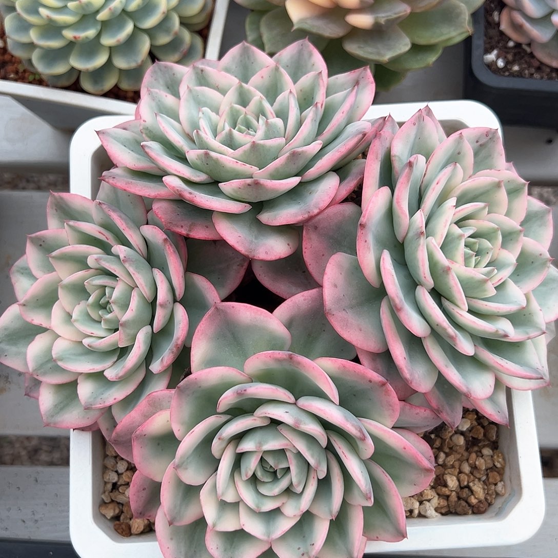 奶油黄桃群生多肉植物