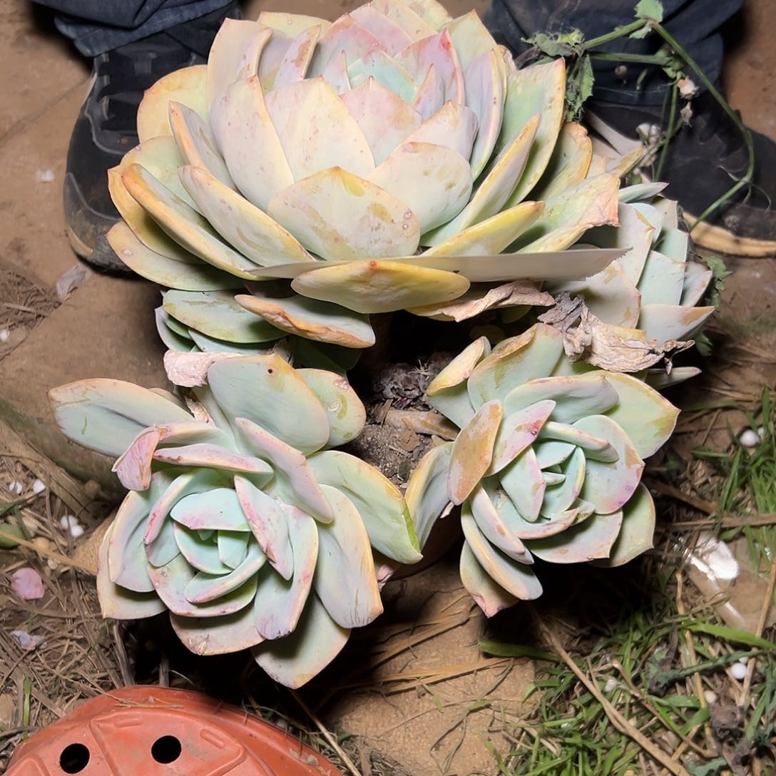 如*大白凤一颗发货