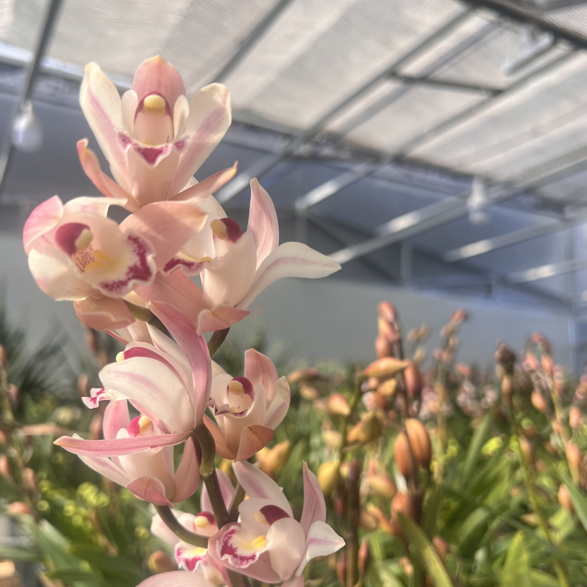 一物一拍，福利款粉红色系大花蕙兰带花苞带花剑绿植盆栽基地直发