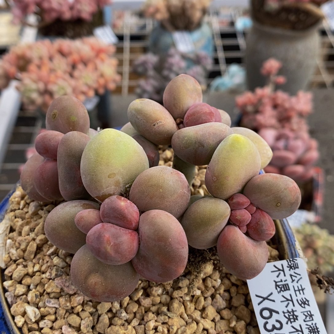 芒果奶酪金蟾kk奶635/8c m