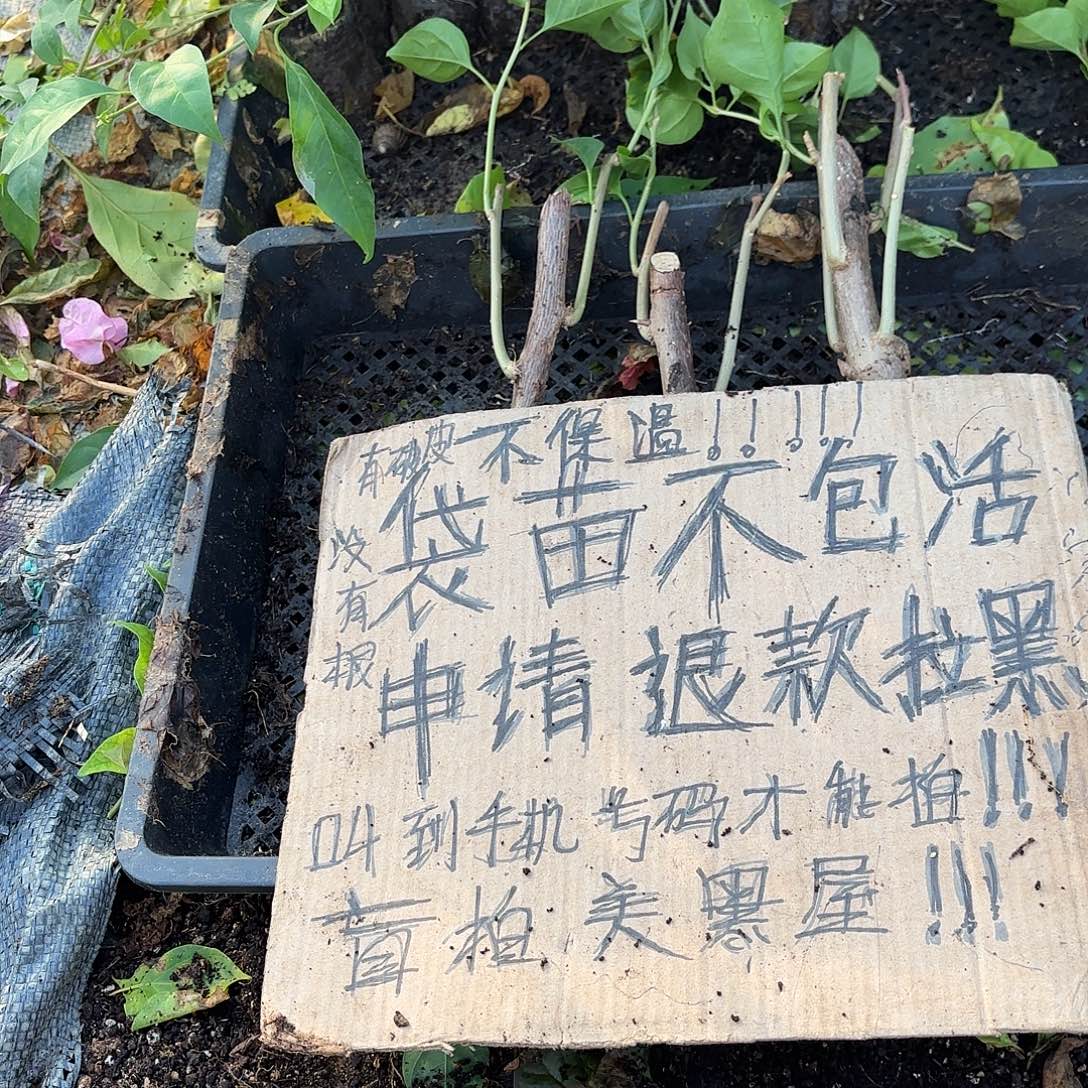 浅***笑当前无花栽培后可以开花袋苗盲盒三颗不包活8