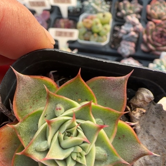 220皮皮虾多肉植物多