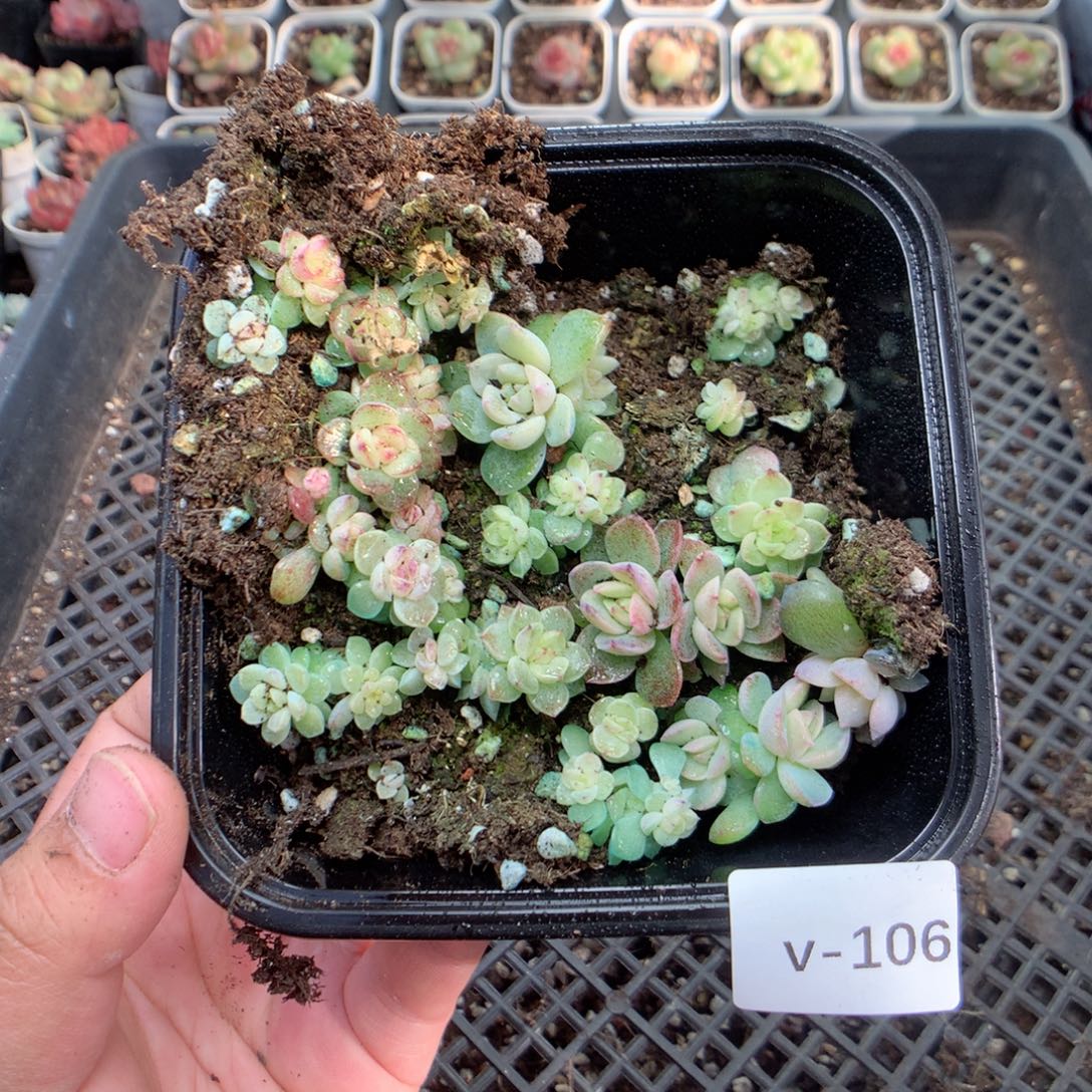 无花朵V106英语英语