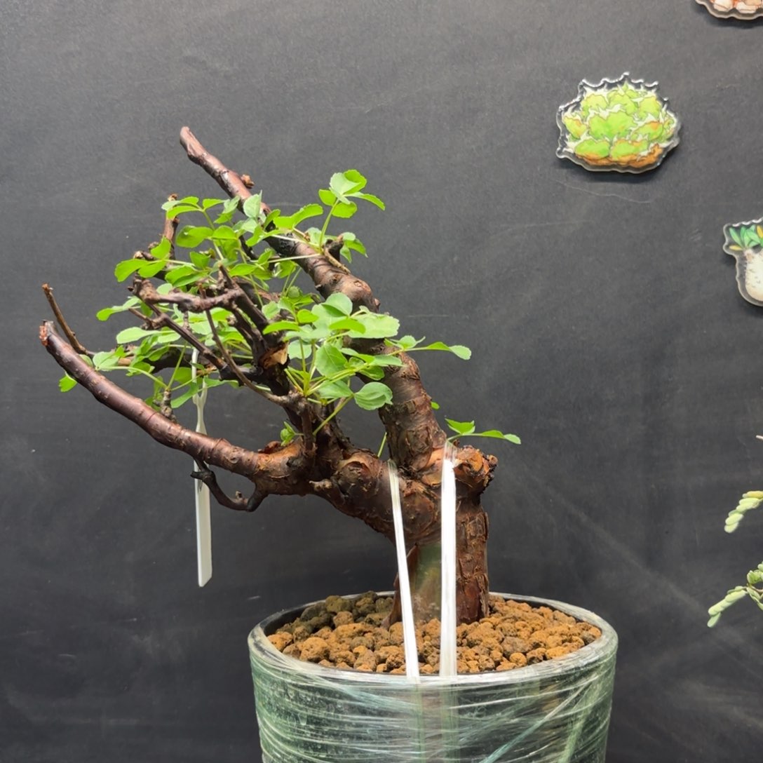 黑皮橄榄带盆发货