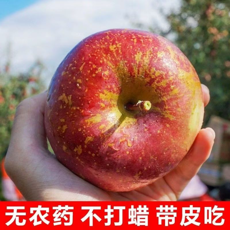 【生鲜专线】四川大凉山新鲜丑苹果好吃脆甜多汁当季水果（乐1）四川省