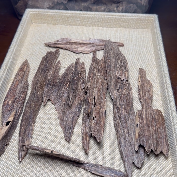 香榧木虫漏虫漏虫漏