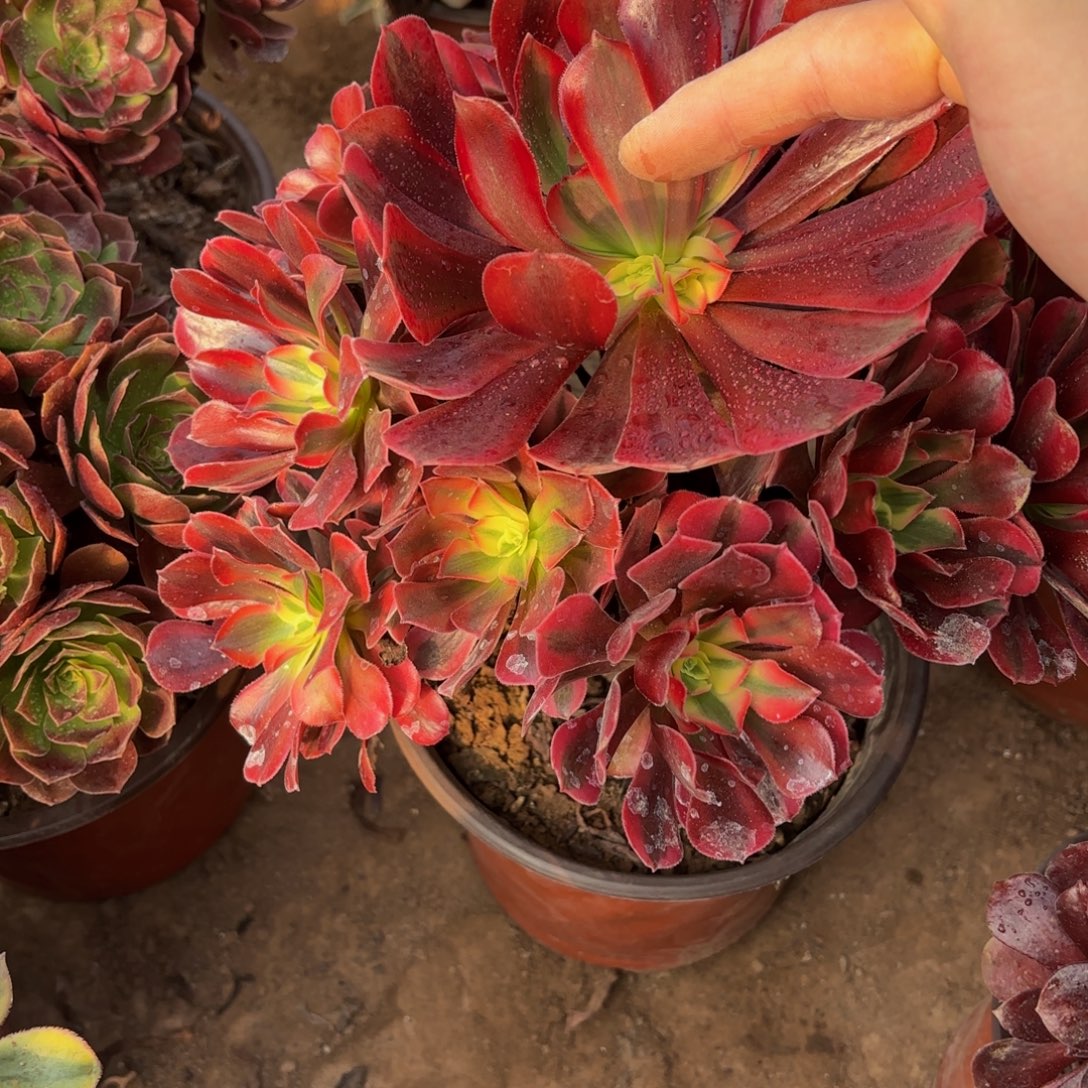 美杜莎15.8木质老桩