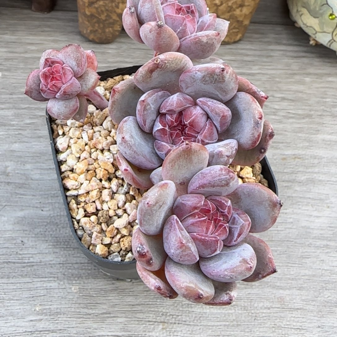 突尼斯星影发货多肉有砍4头