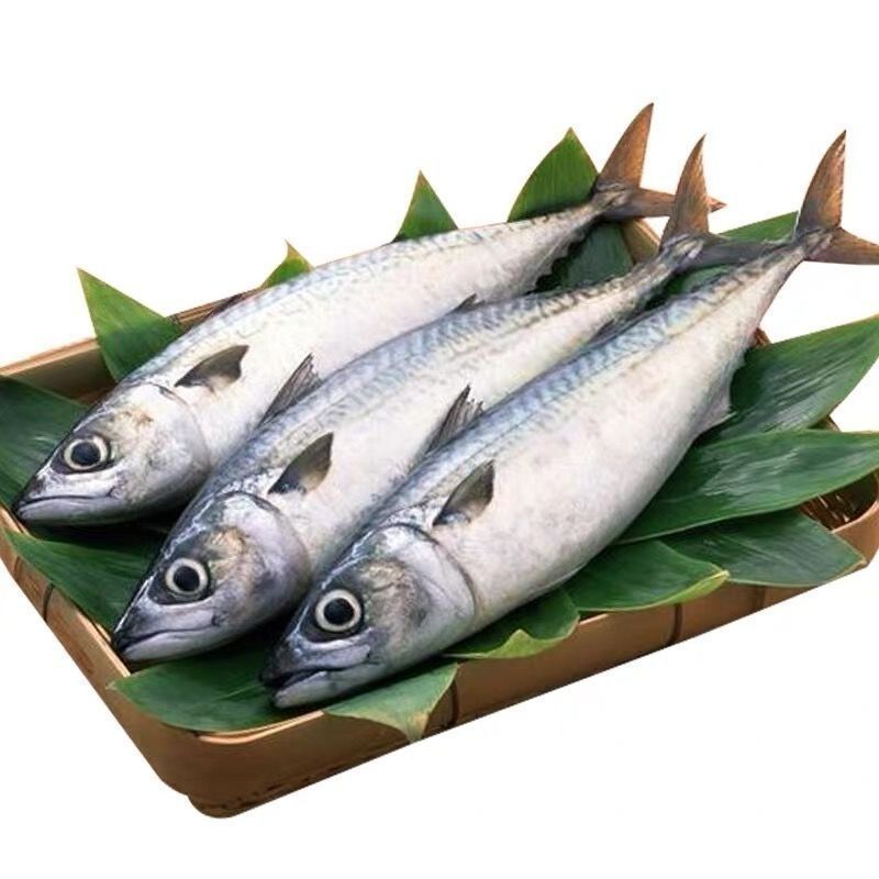 渤海湾鲐鲅鱼/青占鱼/花仙鱼/易脱刺介意勿拍顺丰/京东，随机发货