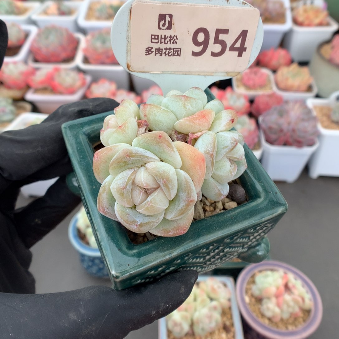 954 透白心冰玉多肉