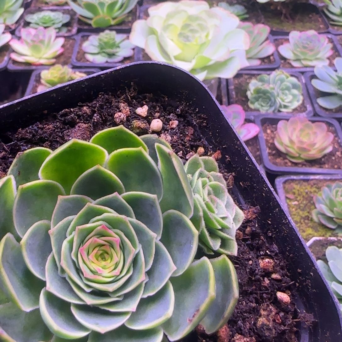 紫龙玫瑰6.5厘米1424243435353