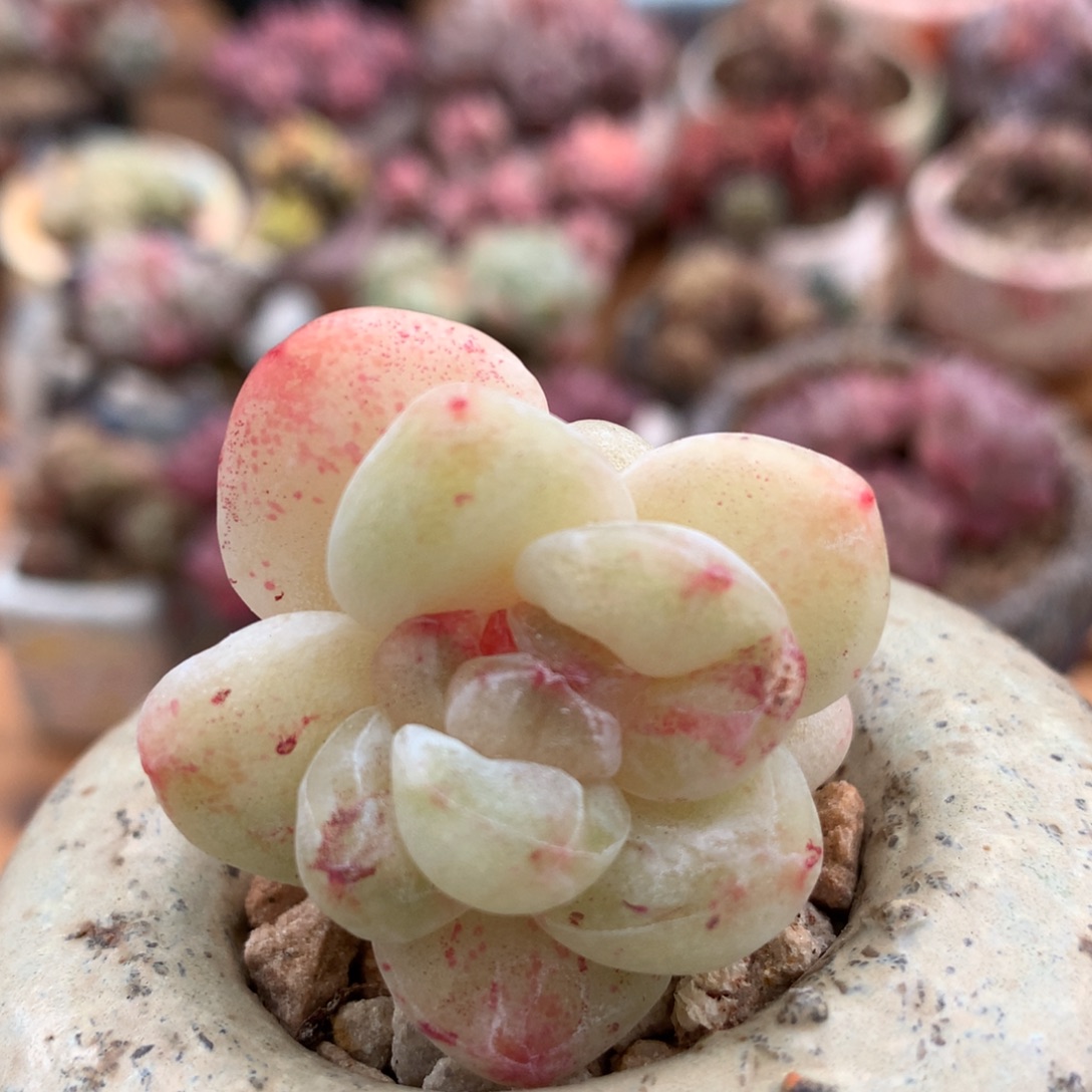 冰玉石化一物一拍 011