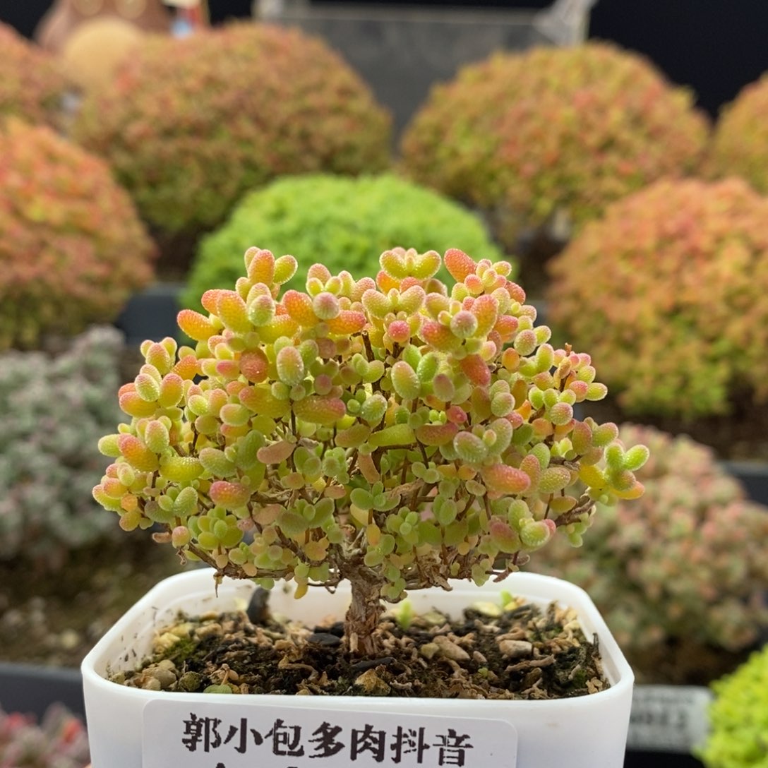 开播福利蜜橘糖球4054