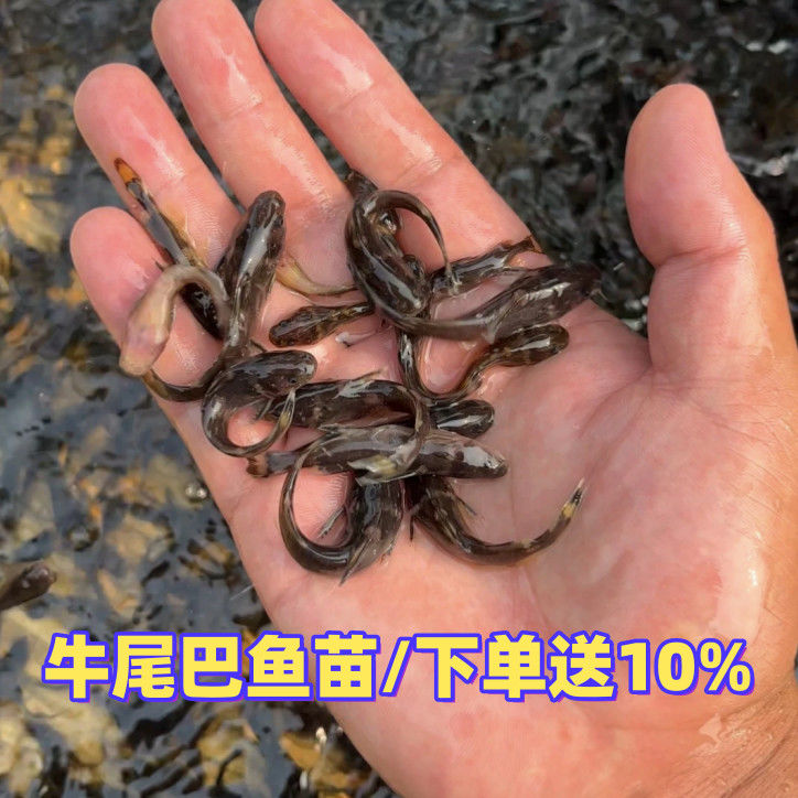重庆牛尾巴鱼苗活体淡水饲养鱼苗渔场直发