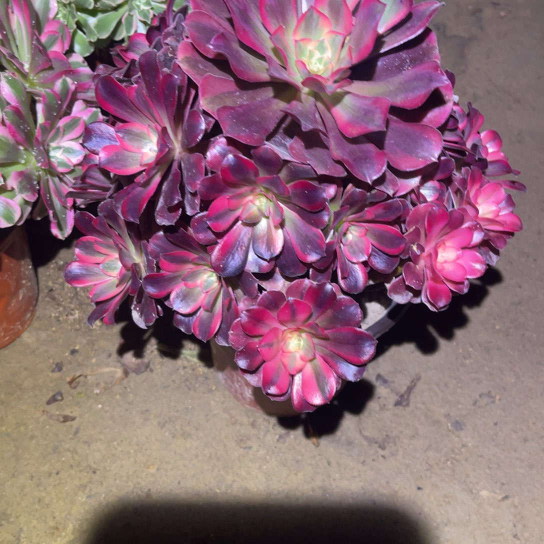 12-3-57美杜莎法师锦