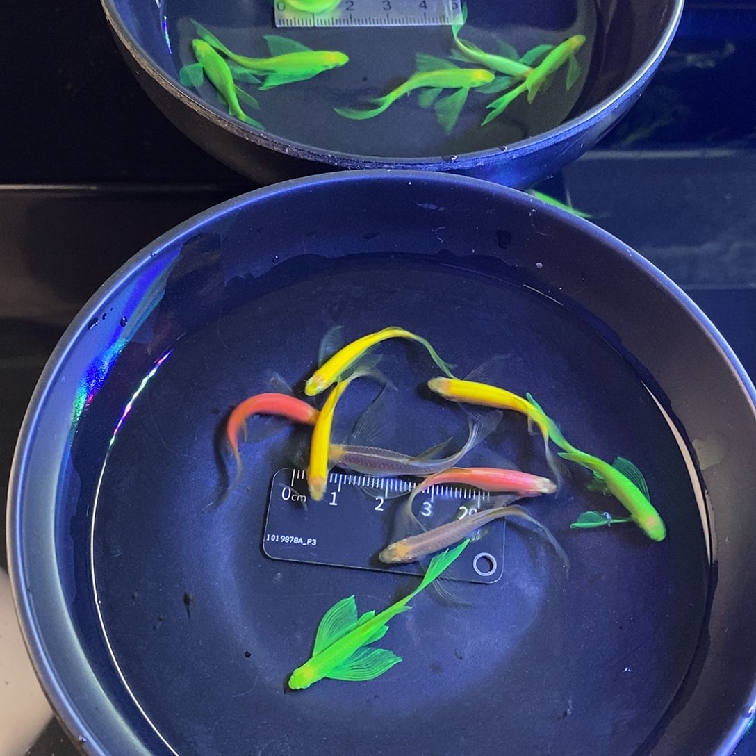 斑马鱼蝶翼斑马大种鱼4色各2个➕1备损共9