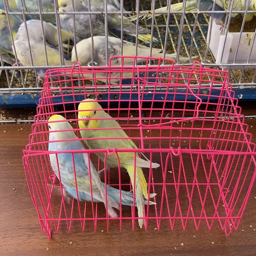 虎皮鹦鹉金彩鹦鹉