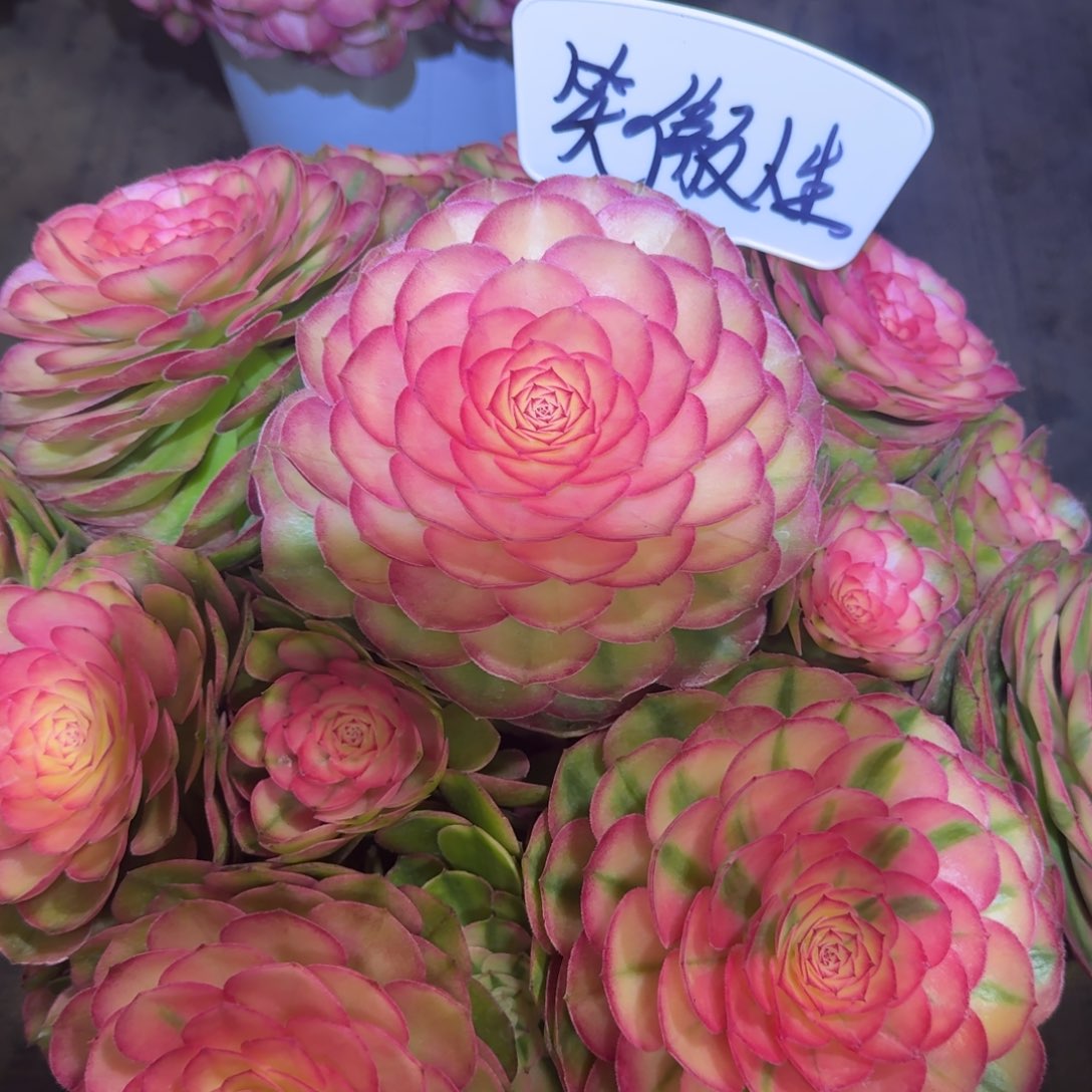 笑***生dhdhdhdhdhddhdhd荔枝