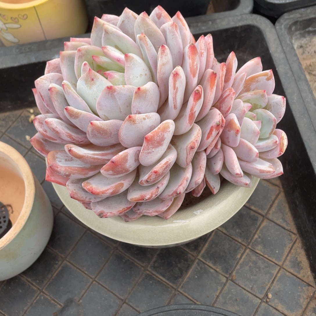 啊***东橙子一物链接精品