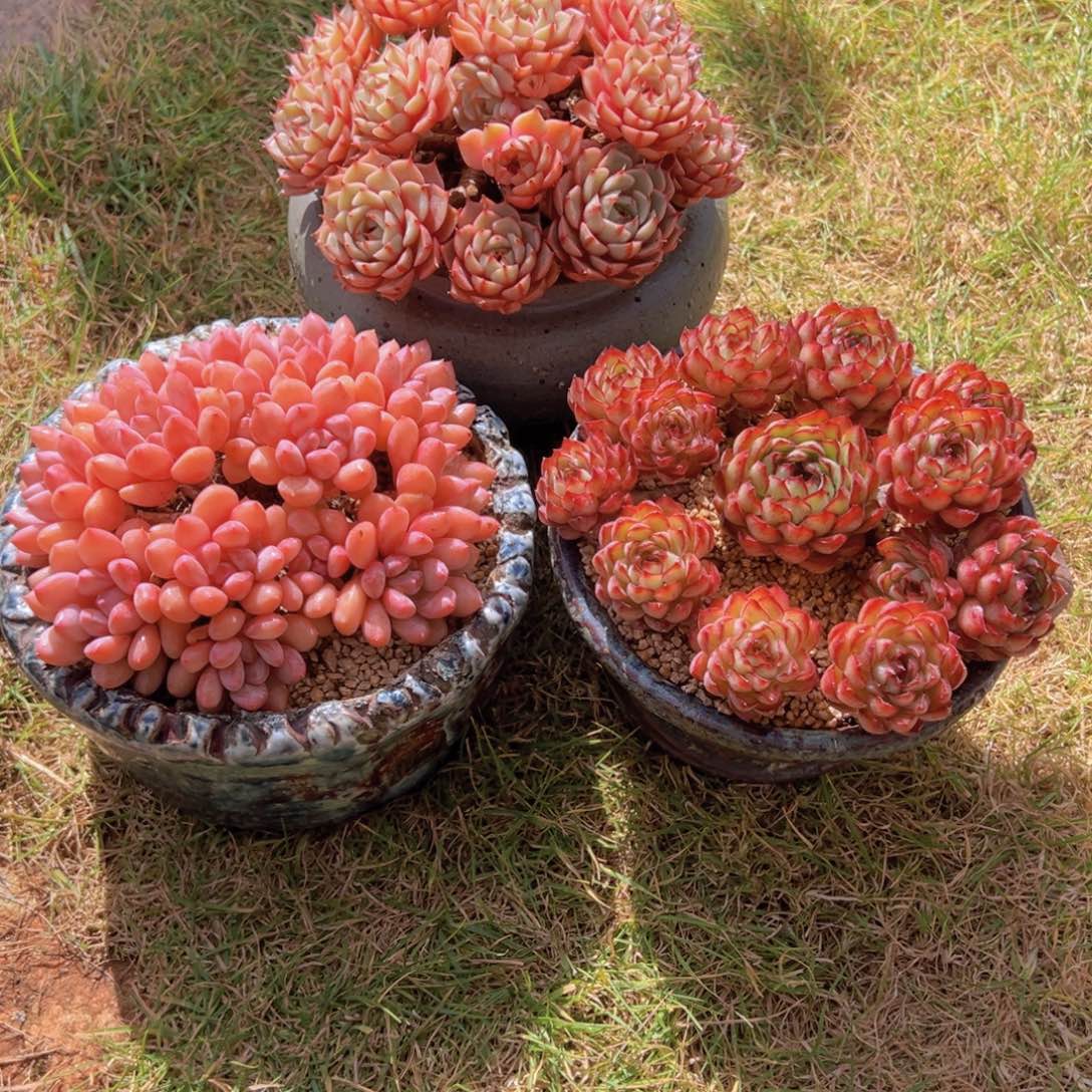 错***了一物一拍多肉植物