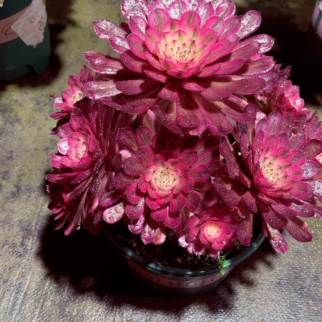 法师多肉哈哈哈哈