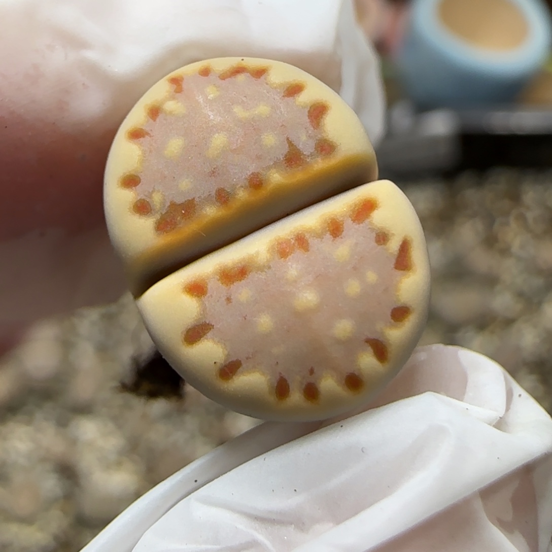 12.5.1621.013饼干9023尺寸1.4cm