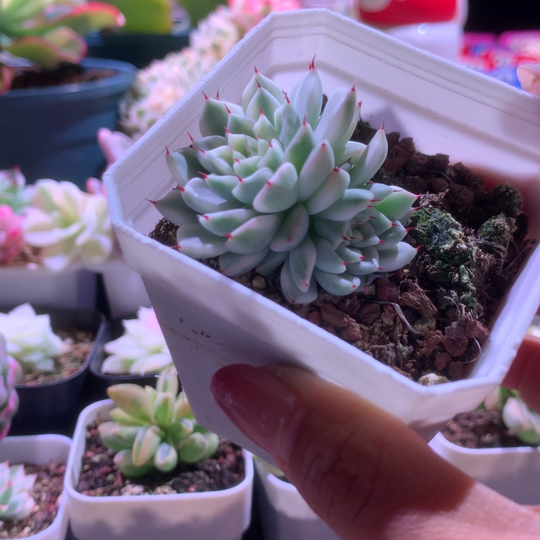 黑爪覆轮锦双头有根