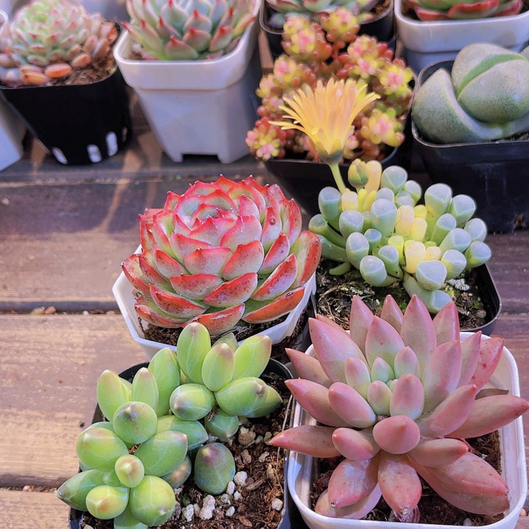 侧影➕红蜻蜓➕千代田➕五十锦