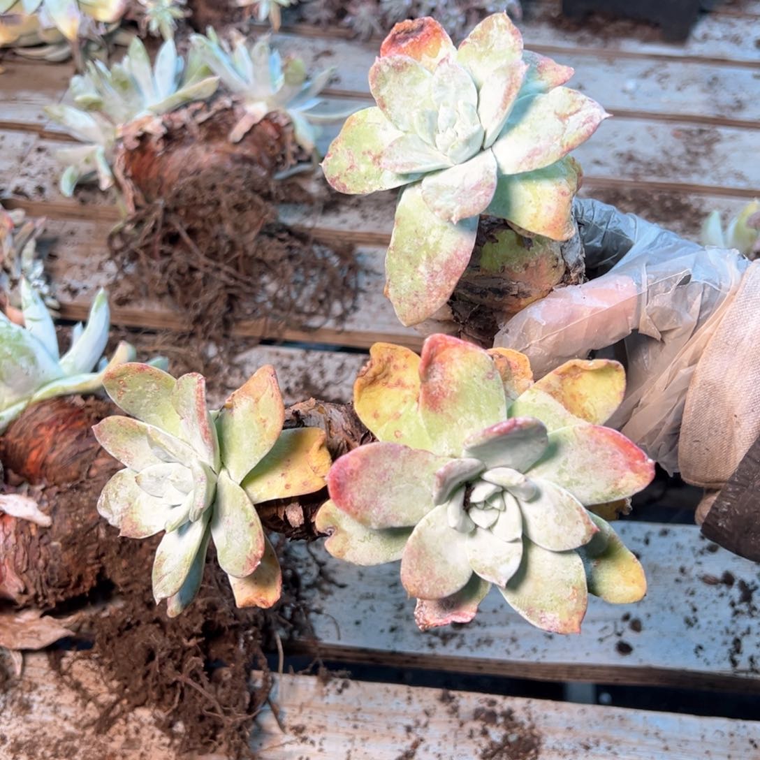 7338哈哈哈哈哈哈哈哈