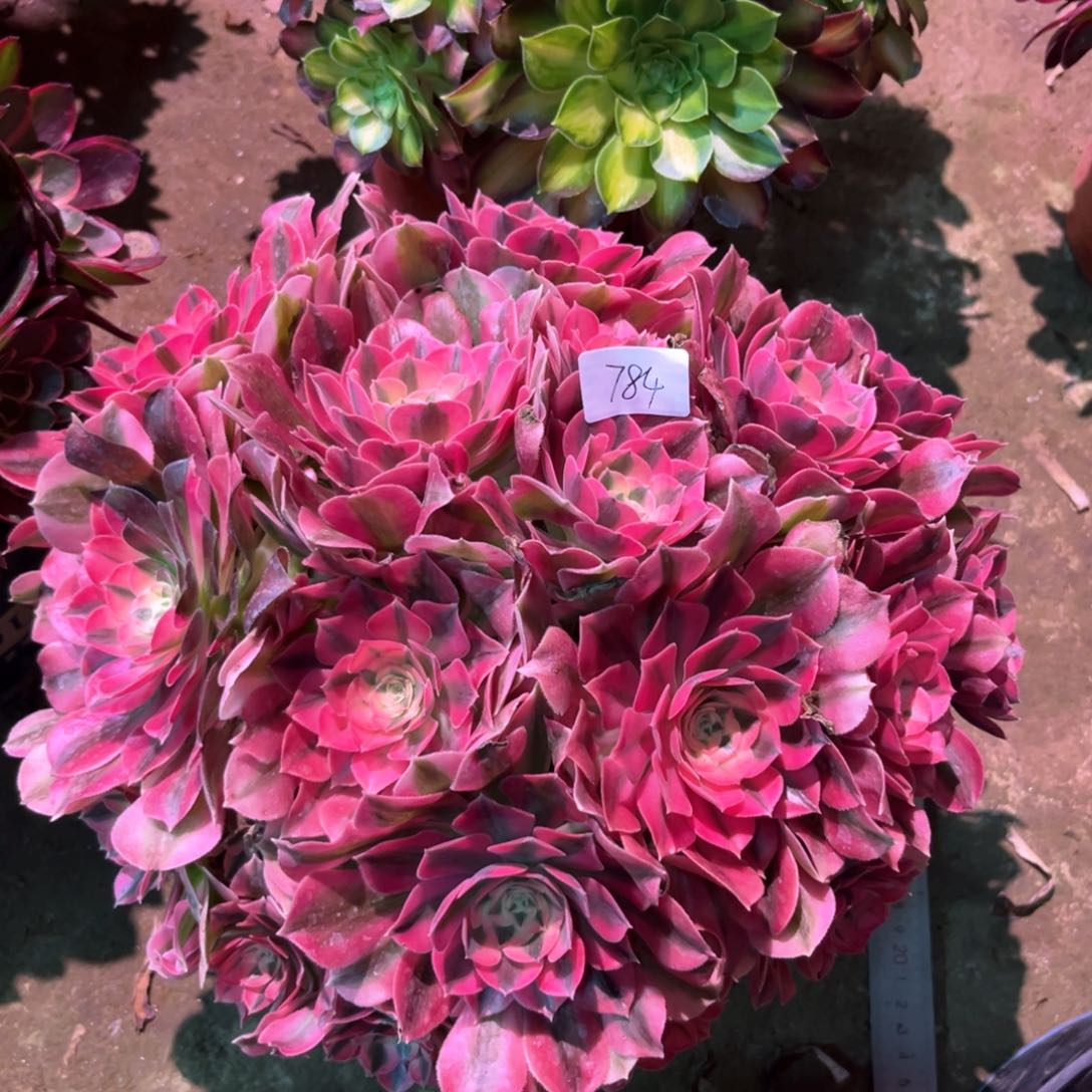 多肉植物女巫784