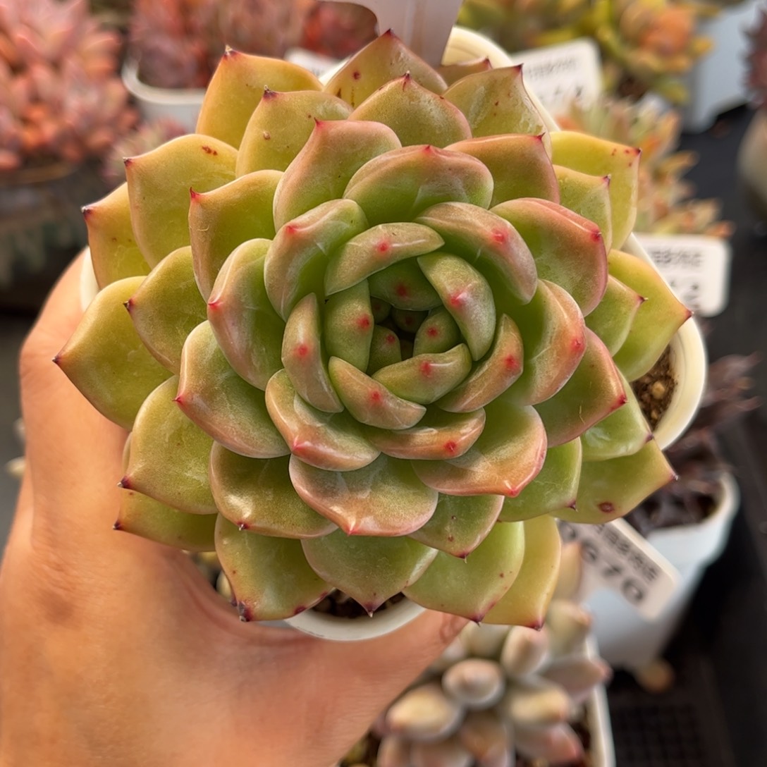 多肉植物0675 满30包邮