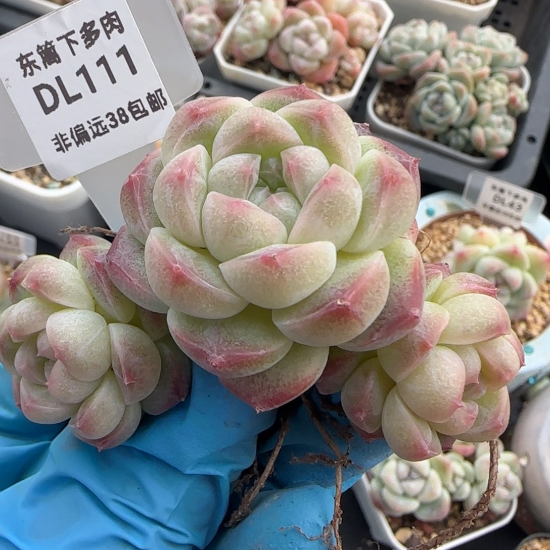 111东篱下多肉植物盆栽