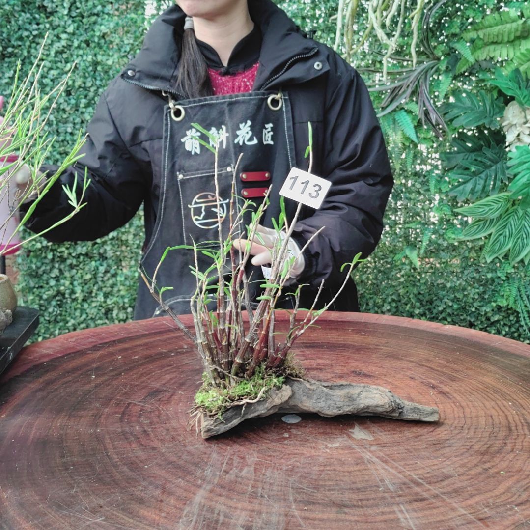 113姬竹叶花卉植物花卉