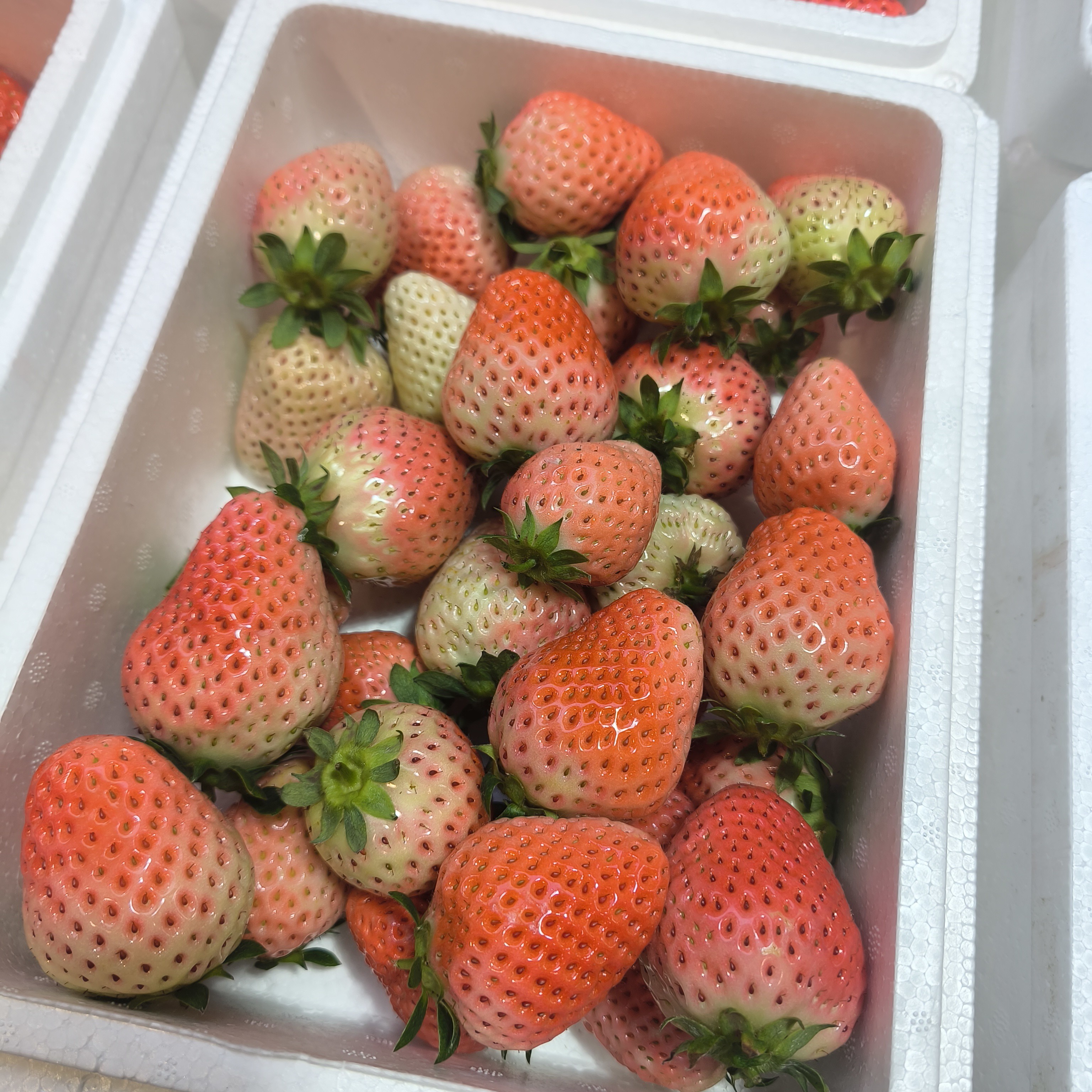 山东粉玉草莓约1斤