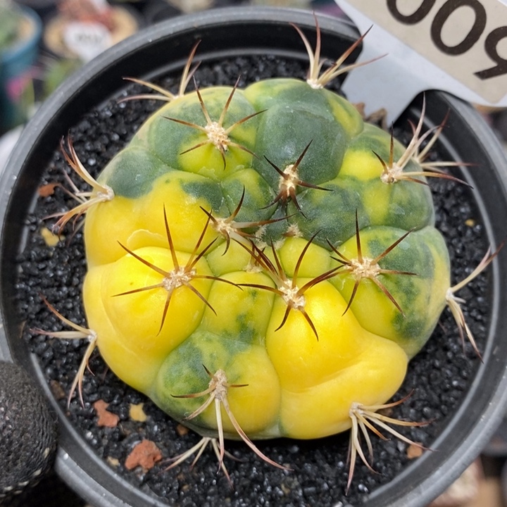 梧****风专拍1009号天紫玉锦