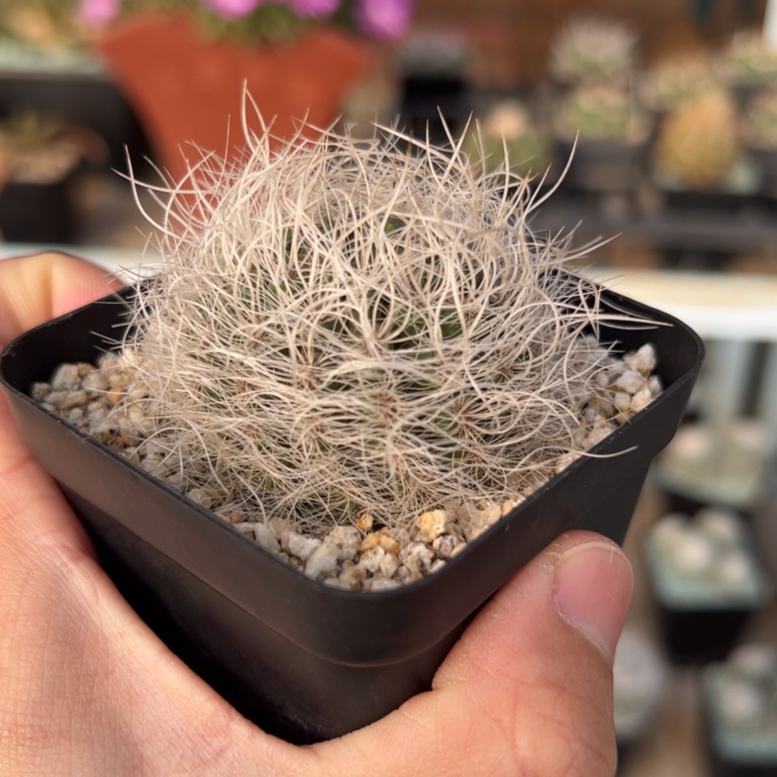 实生银翁玉 脱土发货 