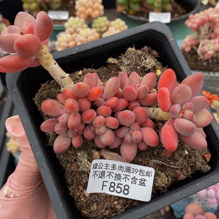 樱花奶8cm858多肉植物