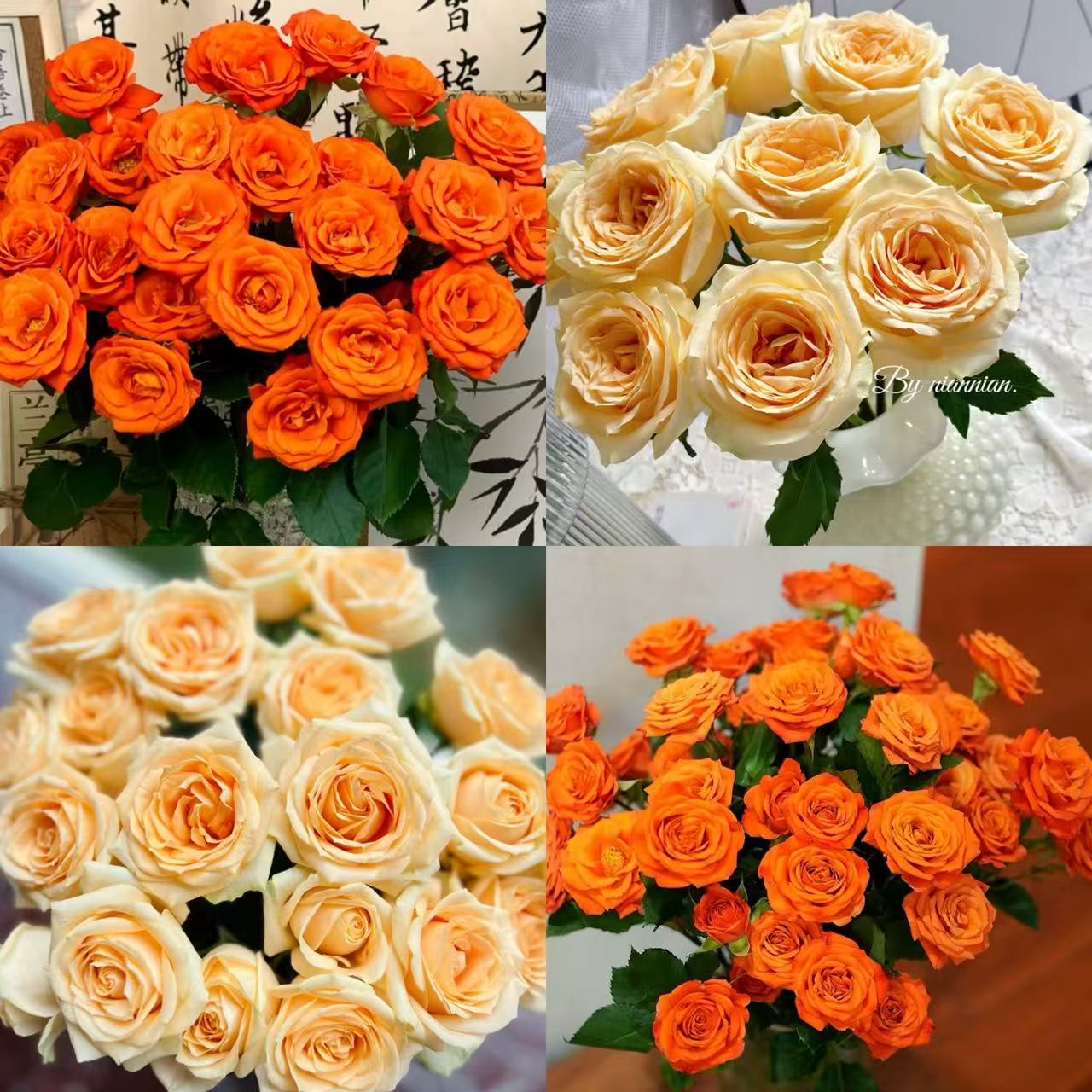 【沉沉专属】10枝香槟+10枝橙色芭比多头玫瑰  云南鲜切花