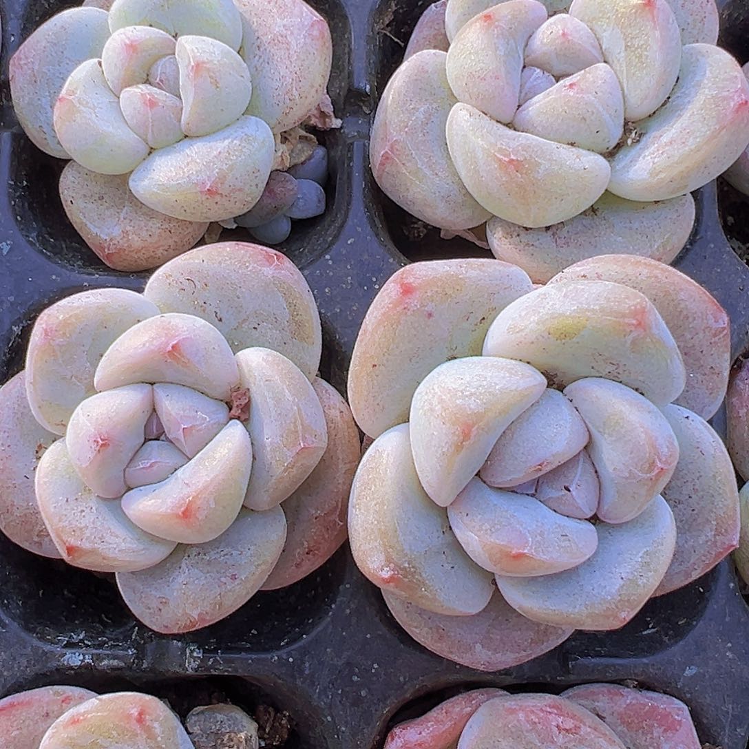 穴盘丸子冰玉5颗19包邮多肉