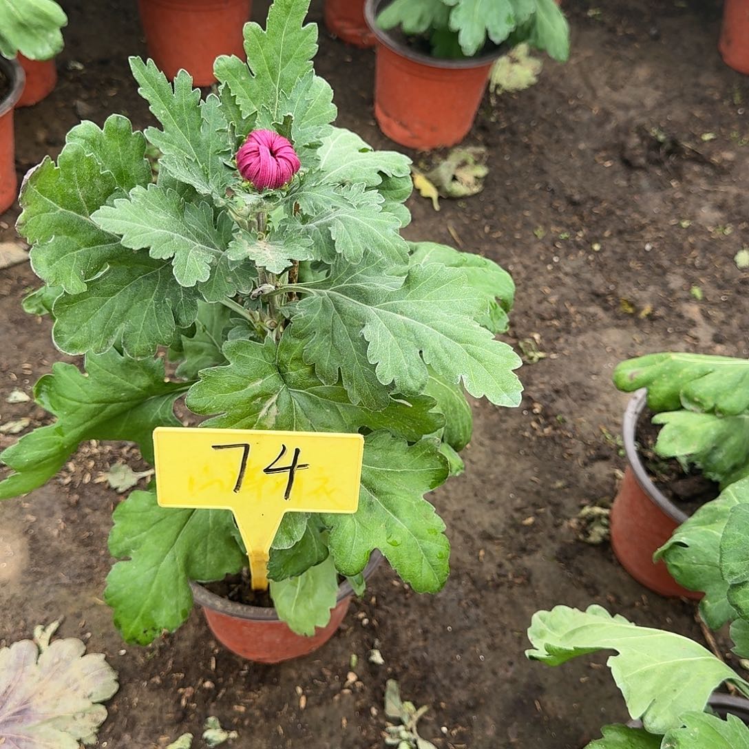 ****夕大部分花苞少量开放74八十祝