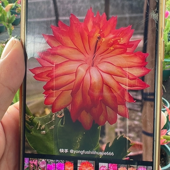 083瑕疵红色专拍链接