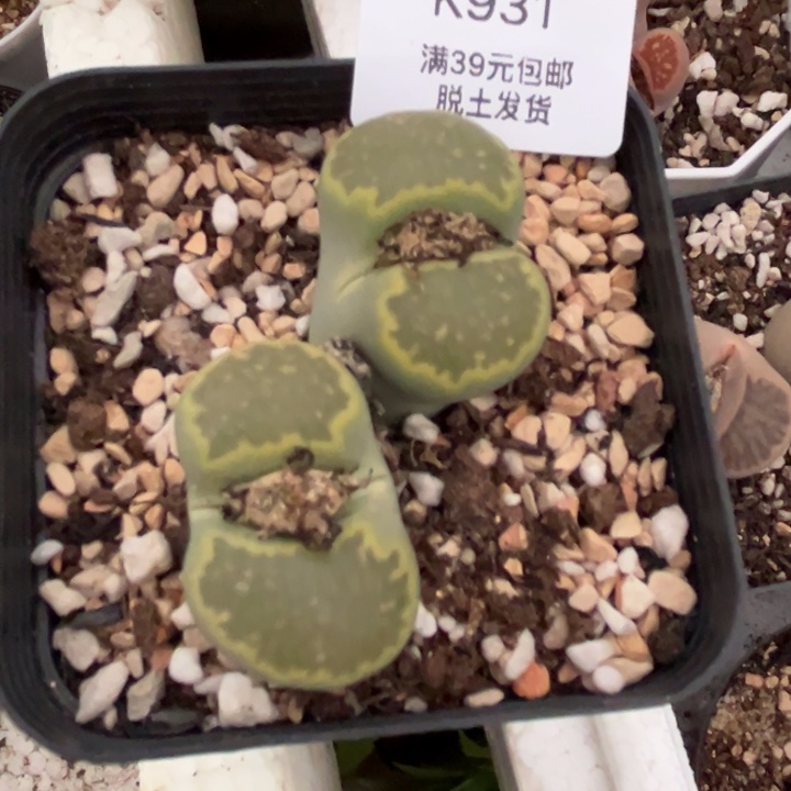 931多肉哈哈哈哈哈哈哈