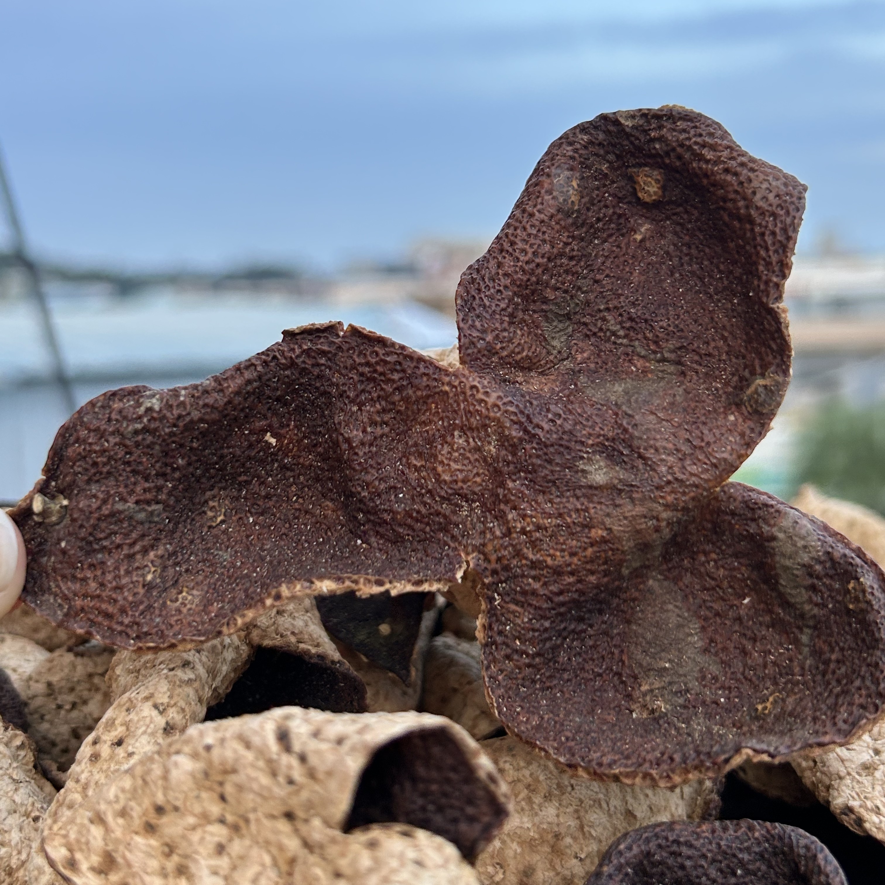 【塞口围】新会陈皮2015年梅江赛口围原枝大红13年老树