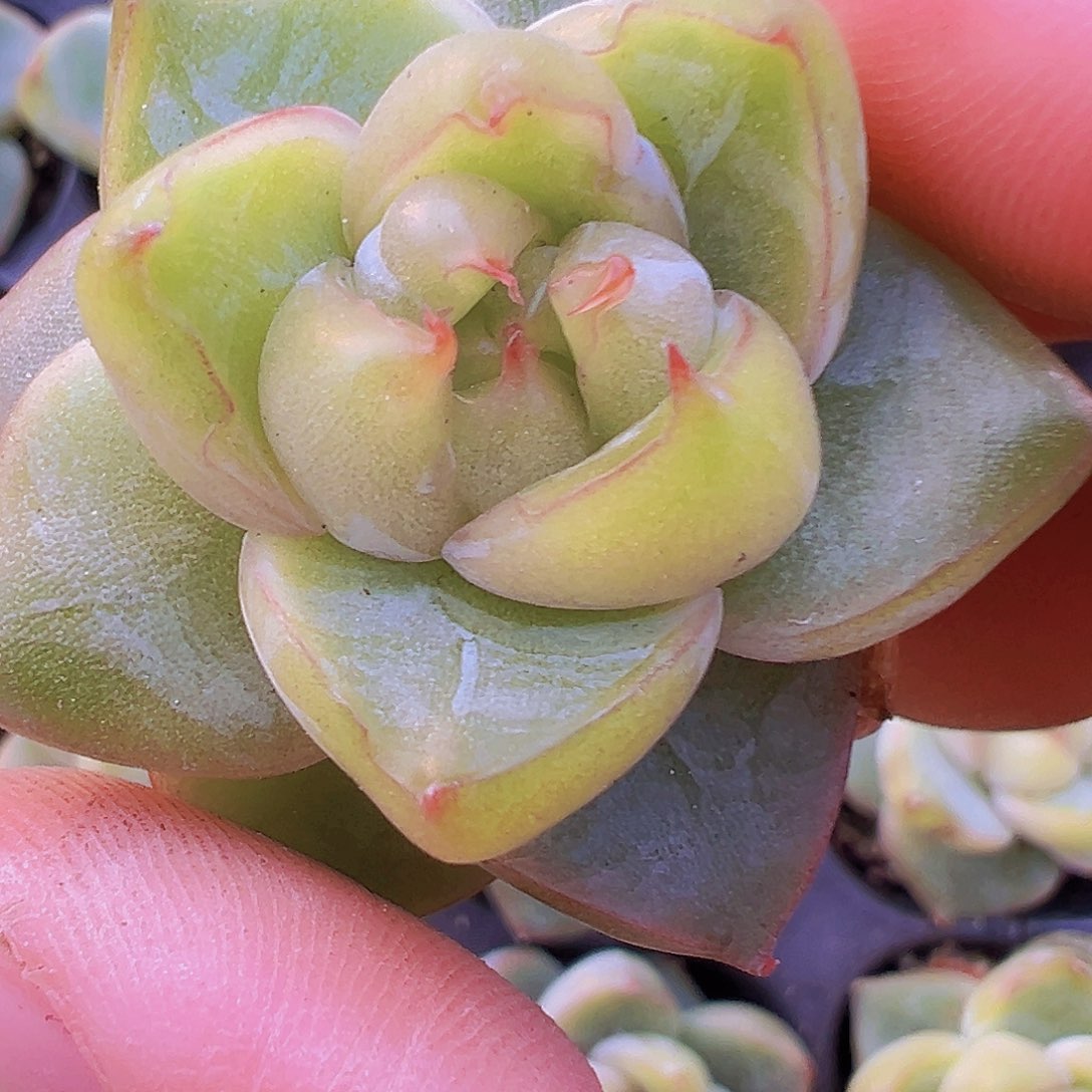 翡翠珍妮2颗19包邮